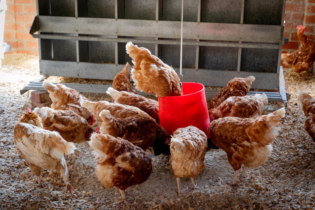 Poultry Farm Management